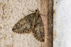 Hydriomena transfigurata