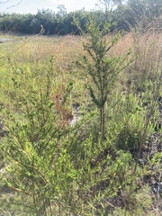 Hypericum fasciculatum
