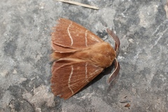 Macrothylacia digramma