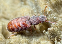 Berginus tamarisci
