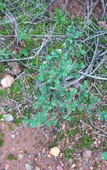 Hermannia cuneifolia