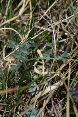 Aquilegia confusa