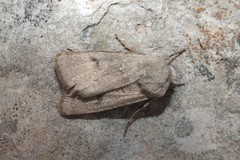 Agrotis turatii