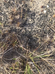 Thamnophis proximus rutiloris