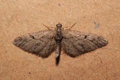 Eupithecia oxycedrata