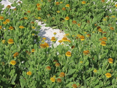 Borrichia frutescens image