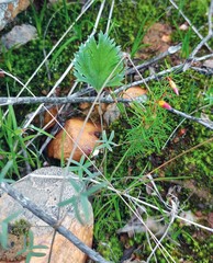 Oxalis confertifolia