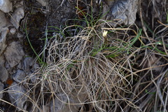 Carex mucronata