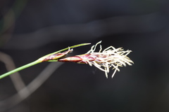 Carex mucronata
