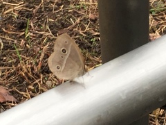 Mycalesis gotama fulginia