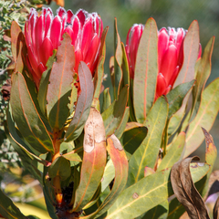 Protea burchellii × laurifolia
