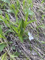 Viola accrescens
