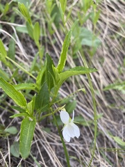 Viola accrescens