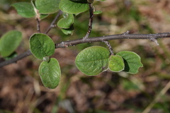 Cotoneaster tomentosus