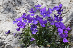 Viola dubyana
