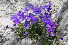 Viola dubyana