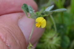 Medicago disciformis