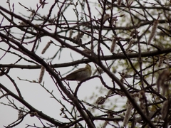 Phylloscopus trochilus