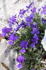 Viola dubyana