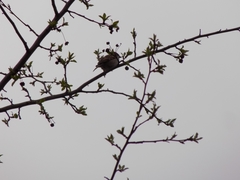 Passer montanus