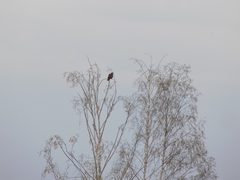 Milvus migrans