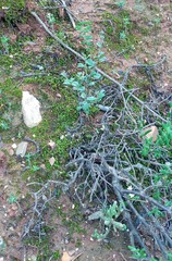 Hermannia cuneifolia