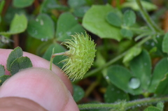 Medicago disciformis