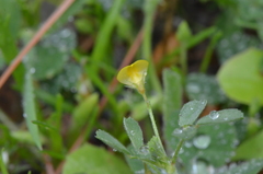 Medicago disciformis