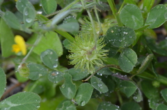 Medicago disciformis