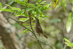 Cantorchilus modestus