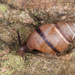 West Indian Bulimulus - Photo (c) Marc AuMarc, some rights reserved (CC BY-NC-ND)