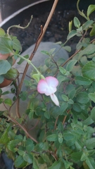 Salvia microphylla microphylla