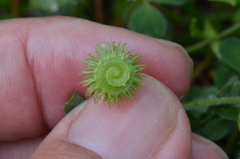Medicago disciformis