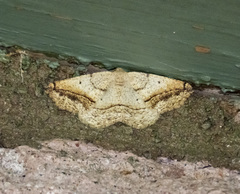 Prochoerodes forficaria