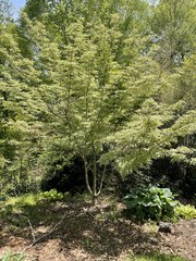 Cornus kousa