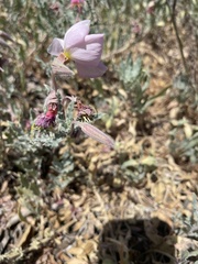Oenothera californica