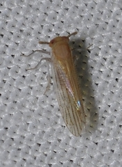 Pseudaraeopus lethierryi