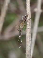 Aedes canadensis