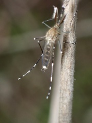 Aedes canadensis
