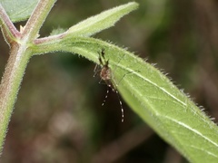 Aedes canadensis