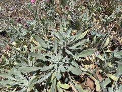 Oenothera californica