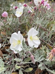 Oenothera californica