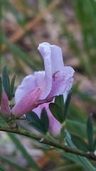 Chamaecytisus purpureus