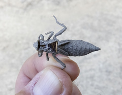 Phanogomphus kurilis