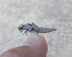 Phanogomphus kurilis