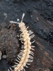 Brachydesmus superus