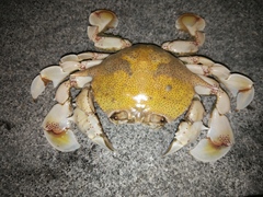 Matuta victor