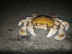 Matuta victor