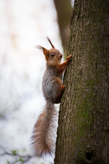 Sciurus vulgaris