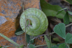 Medicago orbicularis